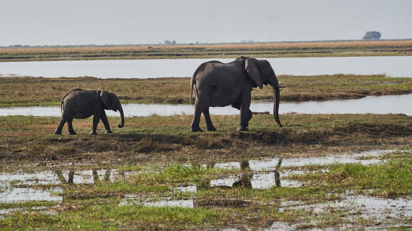 Namibia to cull 83 elephants and distribute meat to people affected by drought