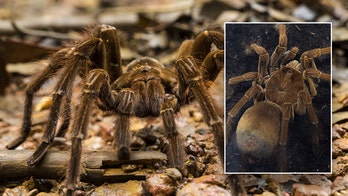 World's biggest spider comes from northern South America, can measure as large as a dinner plate