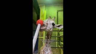 Giraffe delivers 'day in the life vlog' at local zoo - Fox News