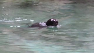 Sea lion pup makes debut at Washington Zoo - Fox News