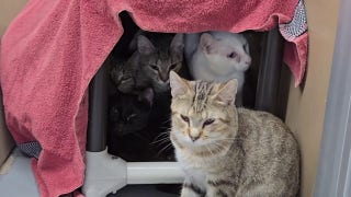 Dozens of cats in Iowa found trapped in hot van - Fox News