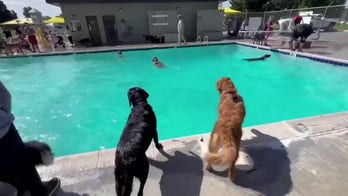 Dogs celebrate the end of summer with pool party