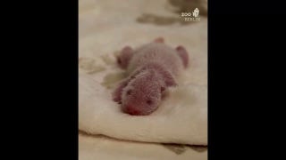 Rare panda twins are born in Germany - Fox News