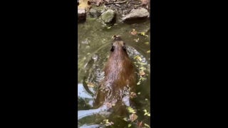 Animal goes for a refreshing swim at Tennessee zoo — then does this - Fox News