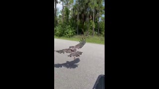 Hawk released into the wild following rehabilitation in Florida - Fox News