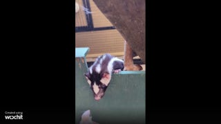 Skunk snatches snack at local zoo - Fox News