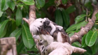 Critically endangered animals born at zoo, seen clinging to parents - Fox News