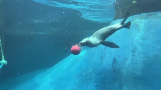 Seals enjoy underwater enrichment puzzle at Melbourne Zoo - Fox News