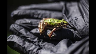 Nearly 400 endangered leopard frogs released into the wild in Washington - Fox News