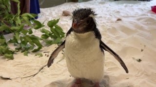 Zookeepers in Australia rehabilitate penguin found 'far from home' - Fox News