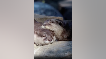 WATCH: Otters snooze at Texas zoo - Fox News