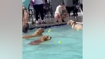 WATCH: Dogs enjoy pool party - Fox News