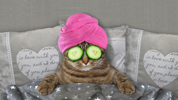 Cat spa days are a viral trend, pamper your cat with these 7 picks