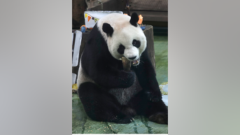 Giant panda has 20th birthday PARTY - Fox News