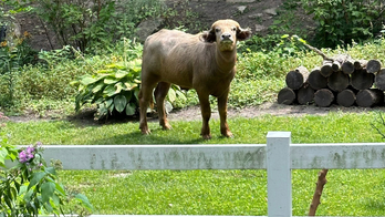 'Injured and aggressive' water buffalo on the loose in Iowa town; police warn residents to stay away